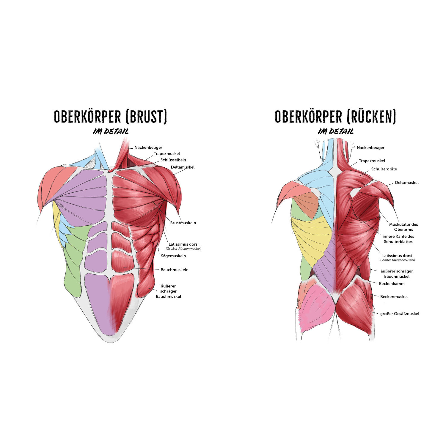 Oberkörper im Detail: Anatomische Zeichnung der Brust- und Rückenmuskulatur in verschiedenen Farben.