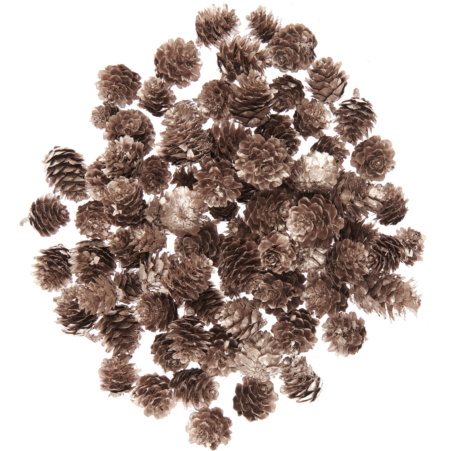 Lärchenzapfen Champagner, dekorative Zapfen in natürlichem Look, ideal für Bastelprojekte und saisonale Dekorationen, 200g.