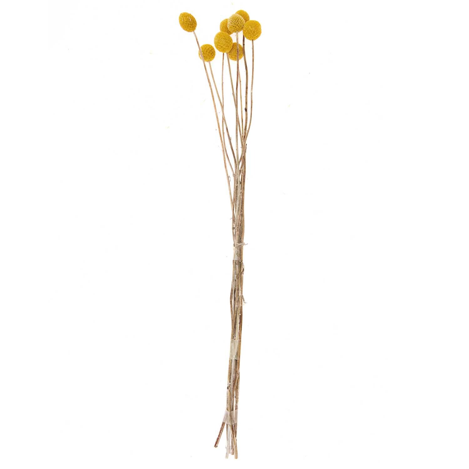 Getrocknete Craspedia von Rico Design, zehn gelbe Stiele, 50-60 cm lang, auf weißem Hintergrund.