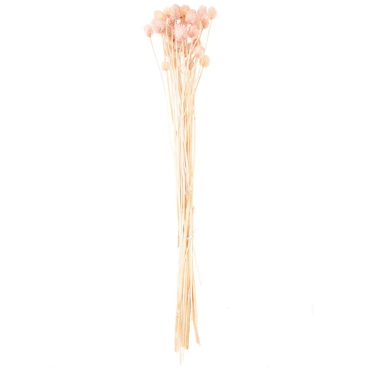 Getrocknete japanische Karde in zartem Rosa, 60-75 cm lang, von Rico Design. Ideal für stilvolle Dekorationen.