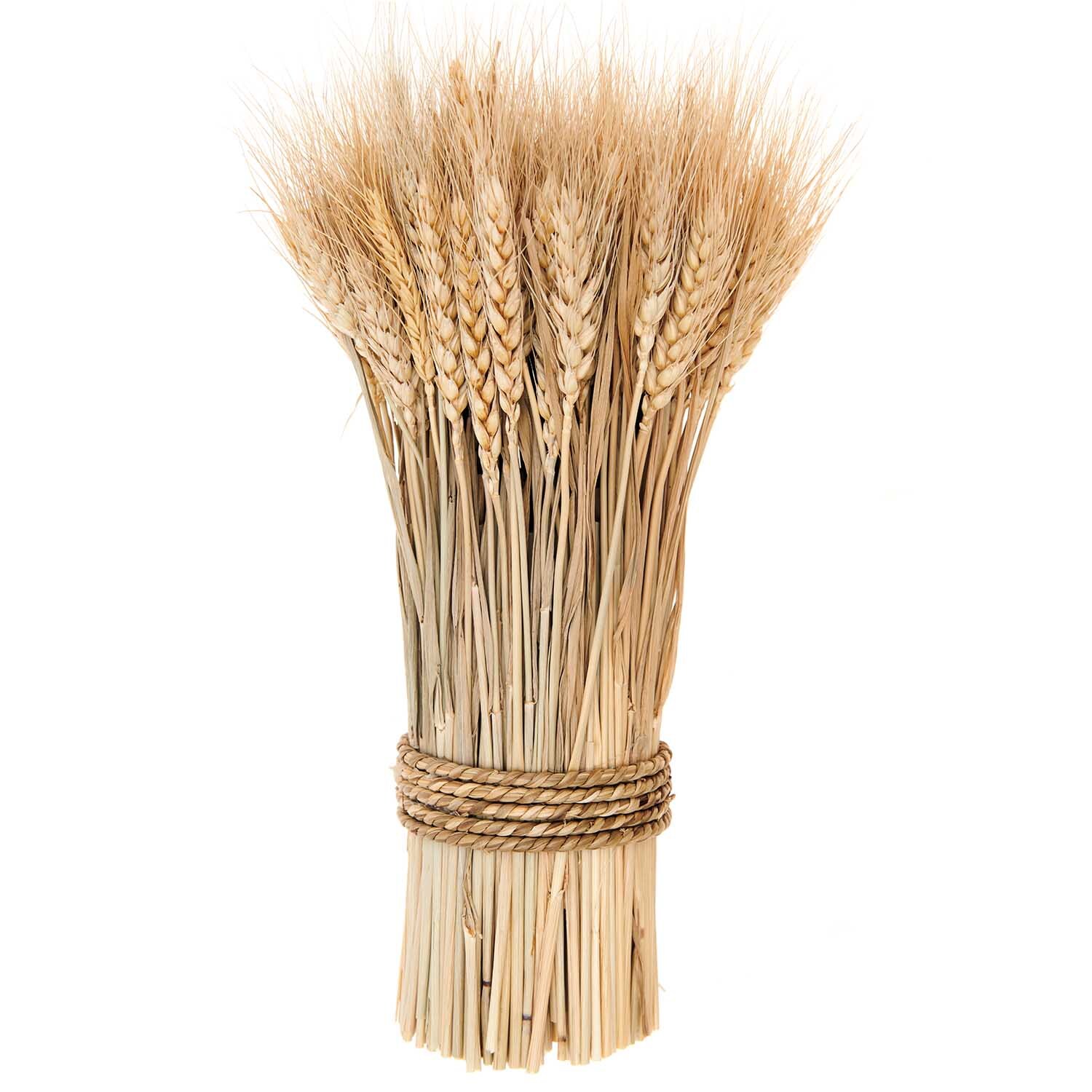 Getrockneter Weizenbund natur 30cm 150g: Dekorativer Weizenstrauß in natürlichem Beige, gebunden mit Seil. Ideal für rustikale Dekorationen.