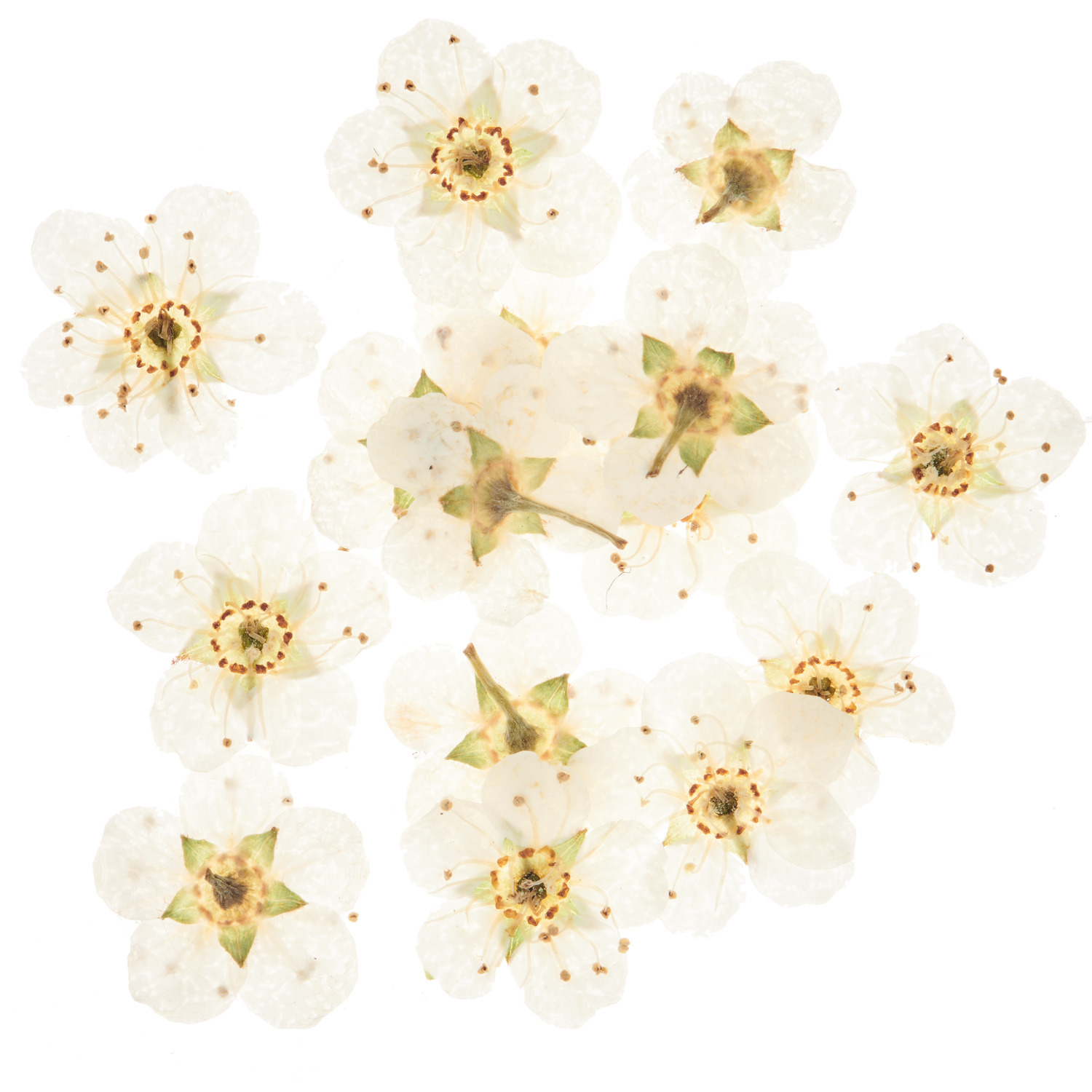 Füllmaterial für Resin Trockenblumen Weiß: 15 zarte, weiße Blüten von Rico Design, ideal für kreative Projekte.