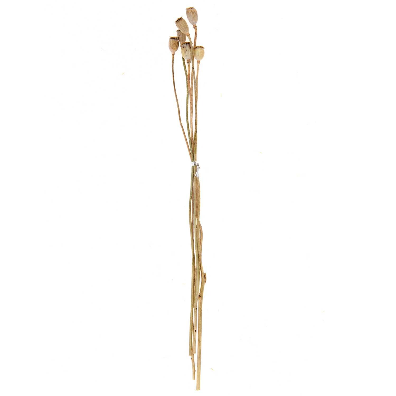 Getrocknete Mohnkolben ca. 40cm 6 Stück von Rico Design in natürlichem Beige, gebündelt.