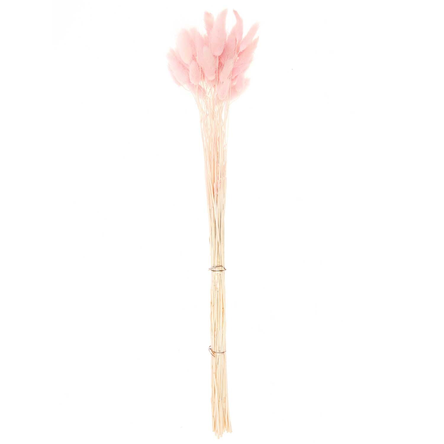Getrockneter Lagurus pink ca. 40cm 50 Stück von Rico Design, zeigt zarte, rosa Blüten auf langen Stielen. Ideal für Dekorationen.