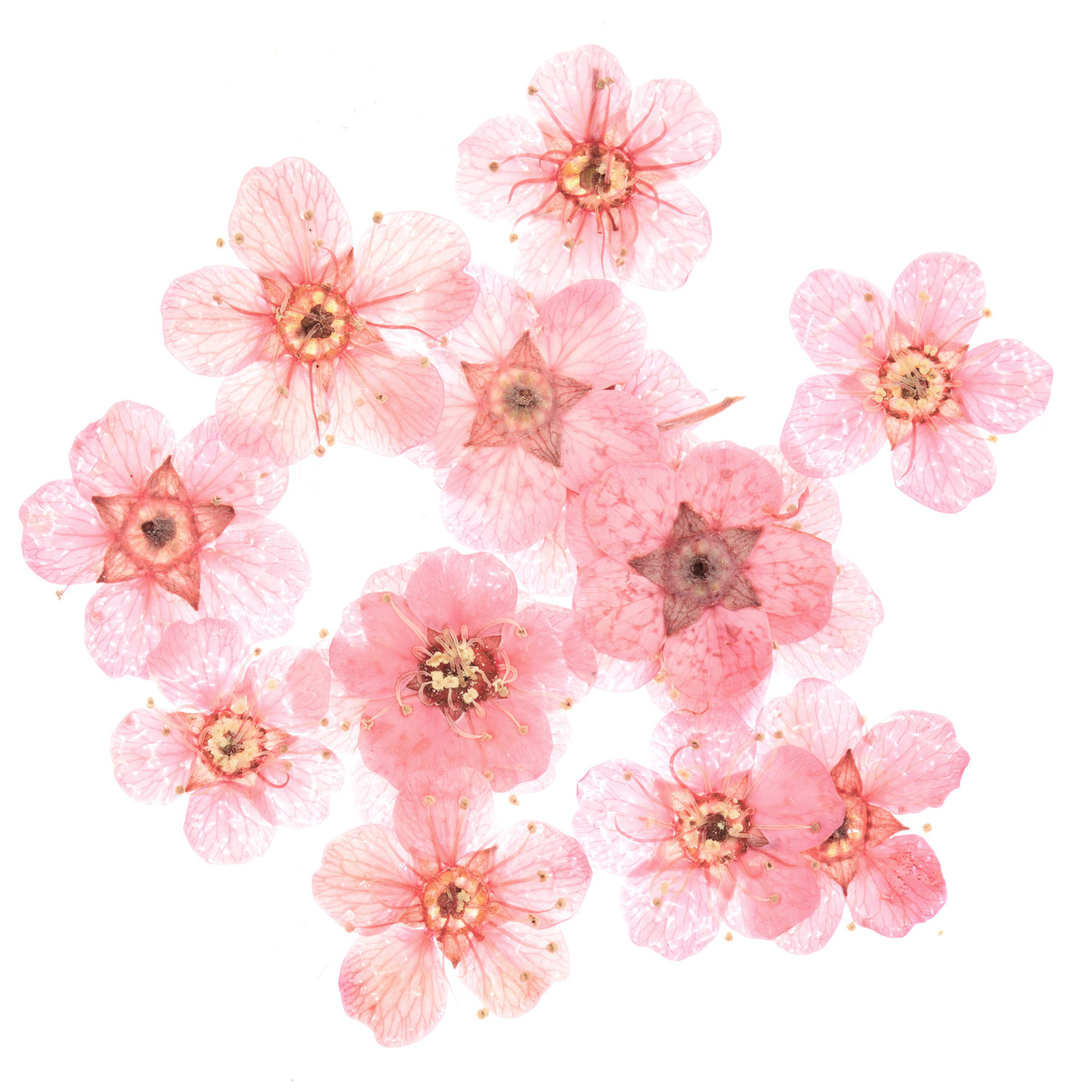 Füllmaterial Trockenblumen Rosa, 15 Stück von Rico Design. Zarte, rosa Blüten für kreative Dekorationen.