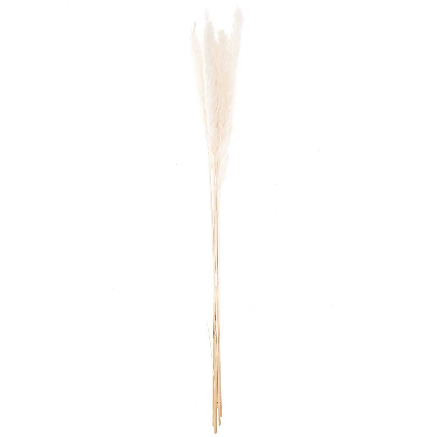 Getrocknetes Pampasgras von Rico Design, 65-75cm, 6 Stück. Elegante weiße Gräser für stilvolle Dekorationen.