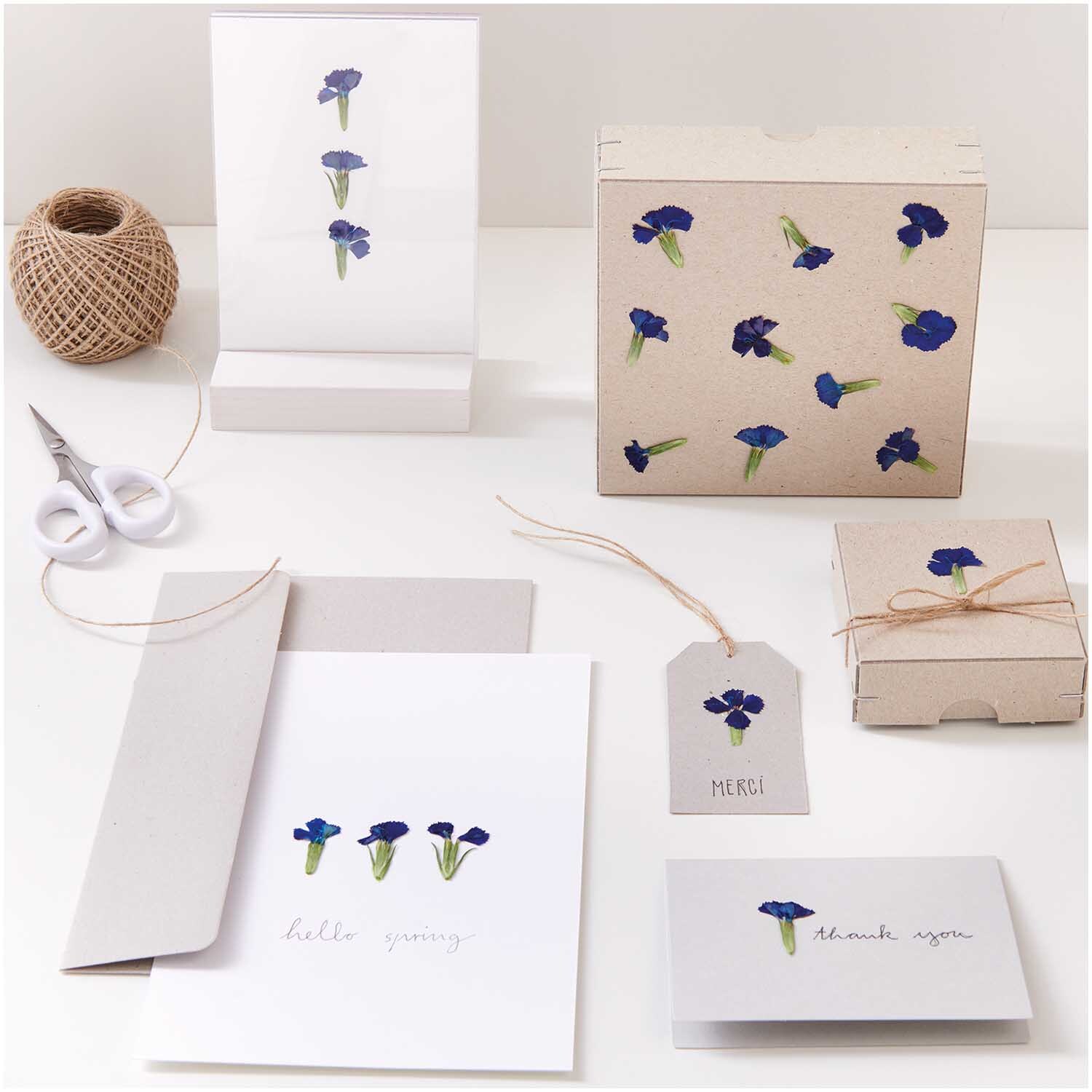 Gepresste Blüten Chinesische Nelke blau 6 Stück auf Grußkarten und Geschenkboxen arrangiert.