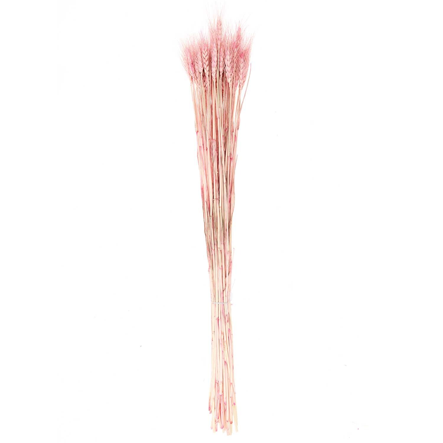 Getrockneter Weizen pink 60-70cm von Rico Design, 50 Stück. Elegante, langstielige Dekoration.