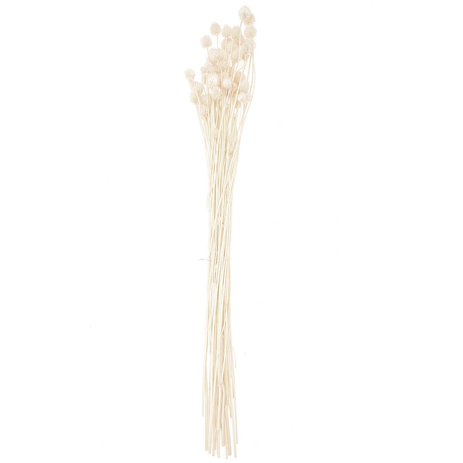 Getrocknete japanische Karde von Rico Design, 60-75cm, naturfarben. Elegantes, minimalistisches Design für Dekorationen.