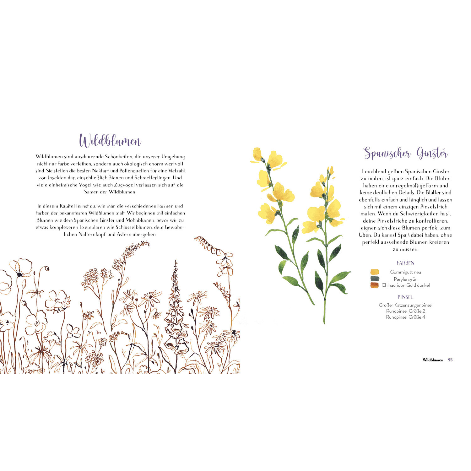 Wildflower Watercolor - Blumen Aquarelle malen: Doppelseite mit gelben Blumenillustrationen und Text über spanische Gänseblümchen.