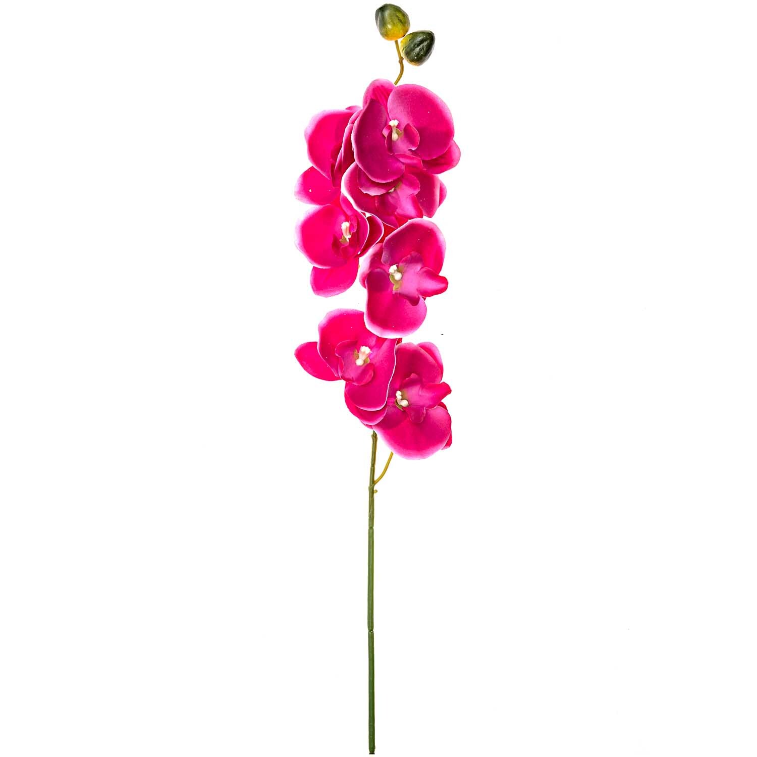 Orchidee Phaleanopsis pink 75cm mit leuchtend pinken Blüten, erhältlich bei idee. Creativmarkt.