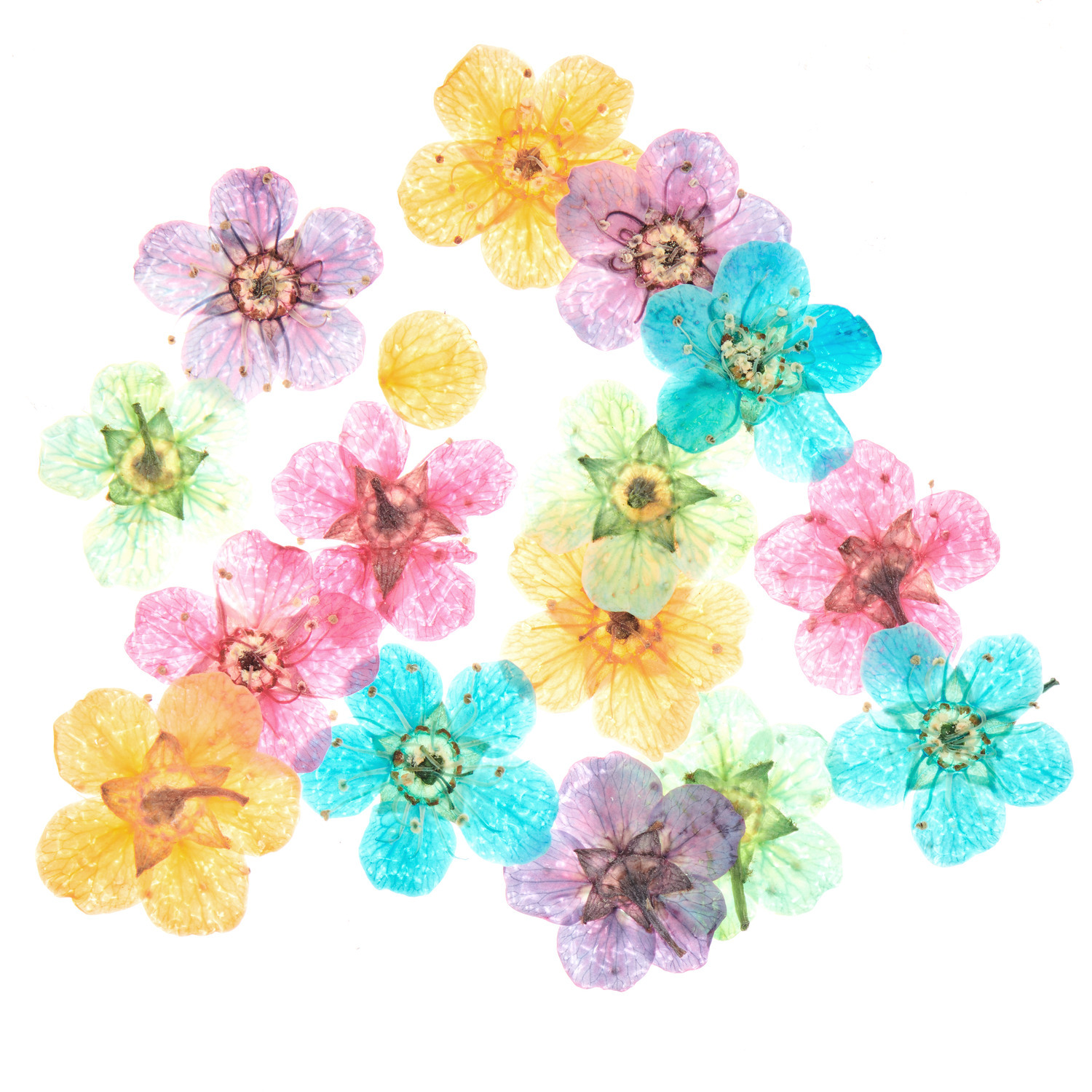 Füllmaterial für Resin Trockenblumen Bunt von Rico Design: 15 bunte, getrocknete Blumen in verschiedenen Farben, ideal für kreative Bastelprojekte.