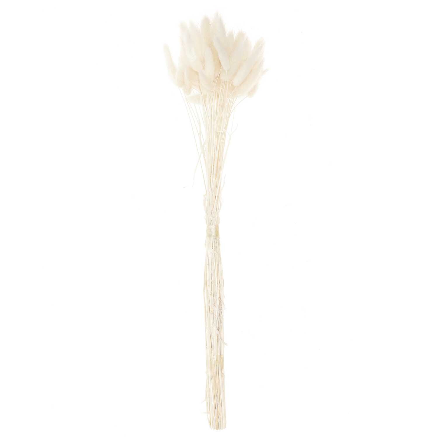 Getrockneter Lagurus, 40 cm, 50 Stück, von Rico Design. Eleganter weißer Strauß für stilvolle Dekorationen.