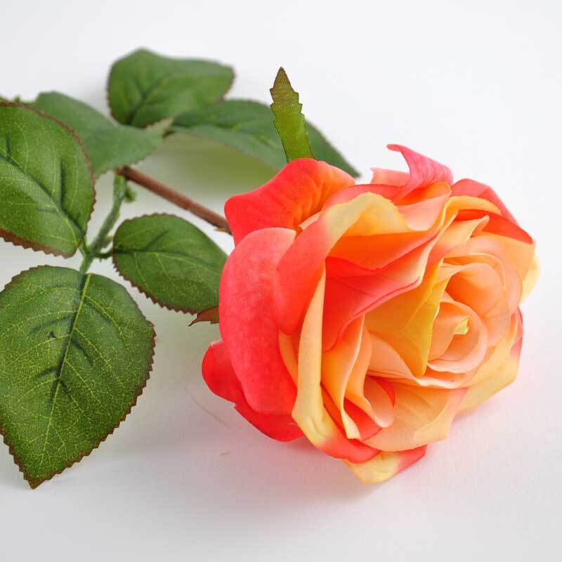Edelrose 66cm: Detailreiche Aufnahme einer apricotfarbenen Rose mit grünen Blättern von idee. Creativmarkt.