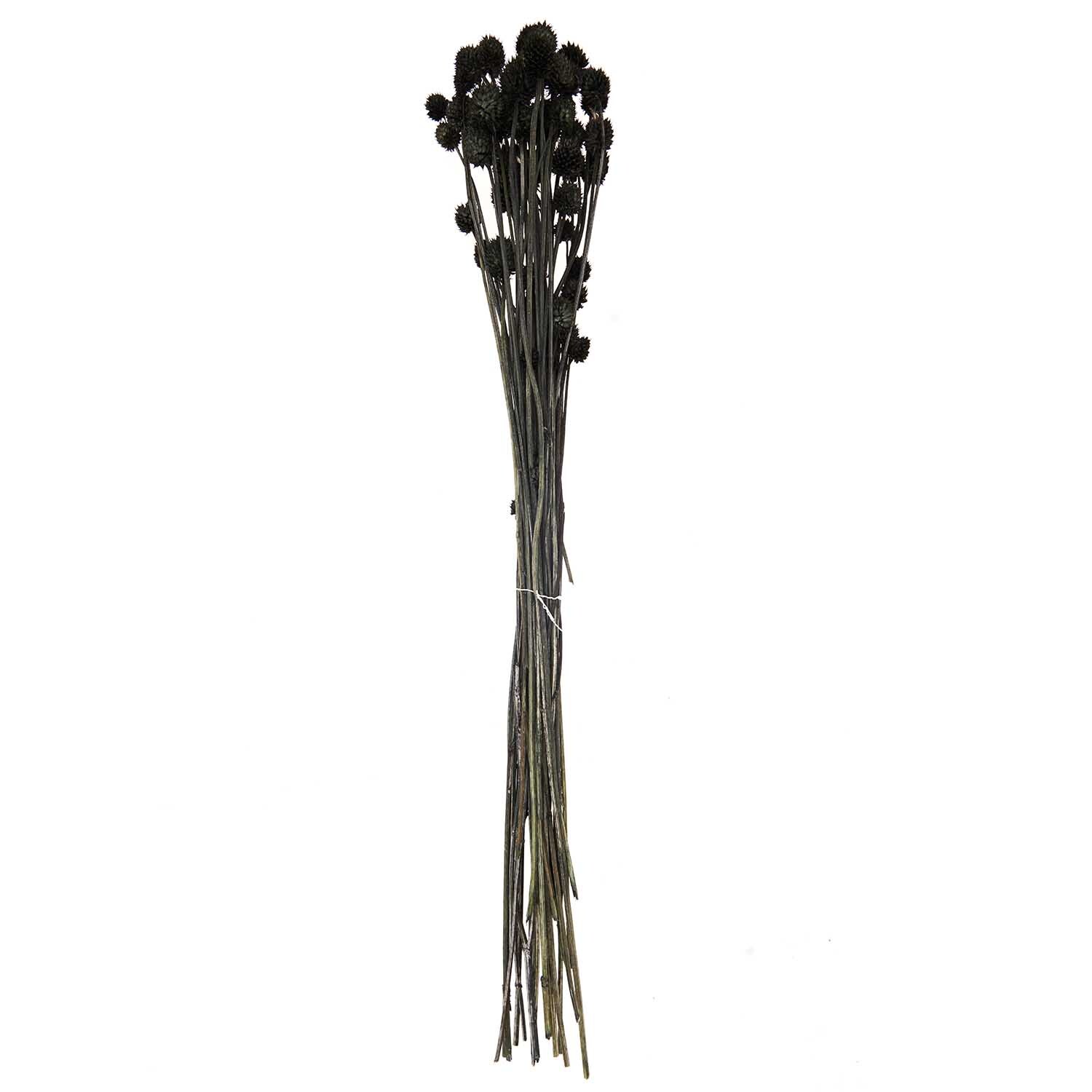 Getrocknete japanische Karde von Rico Design, schwarz, 60-75cm, 50g. Eleganter Strauß mit langen Stielen und dunklen Blütenköpfen.