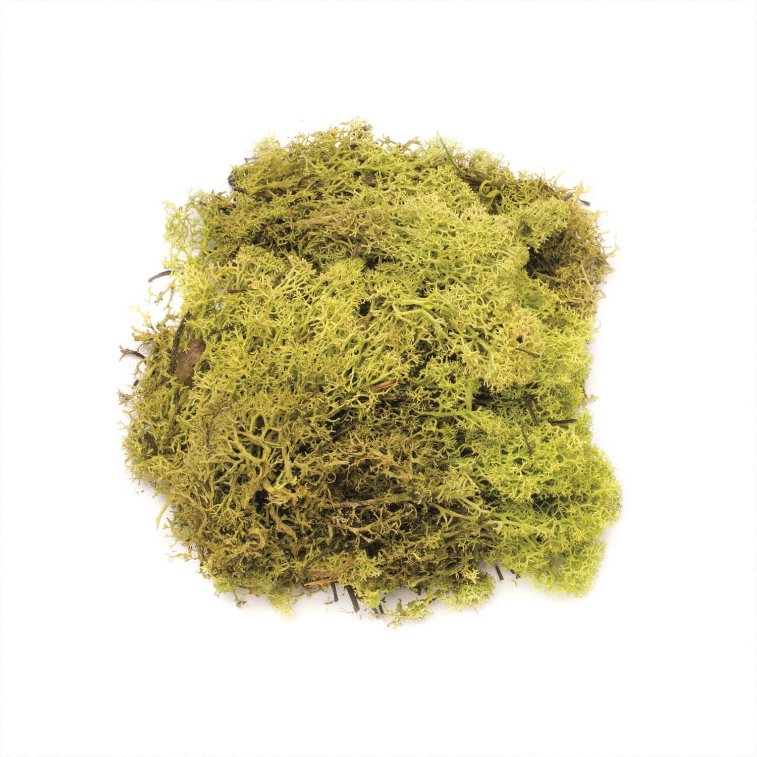 Islandmoos 50g: Hellgrünes Moos von Glorex, locker angeordnet, ideal für Dekorationen und Bastelprojekte.