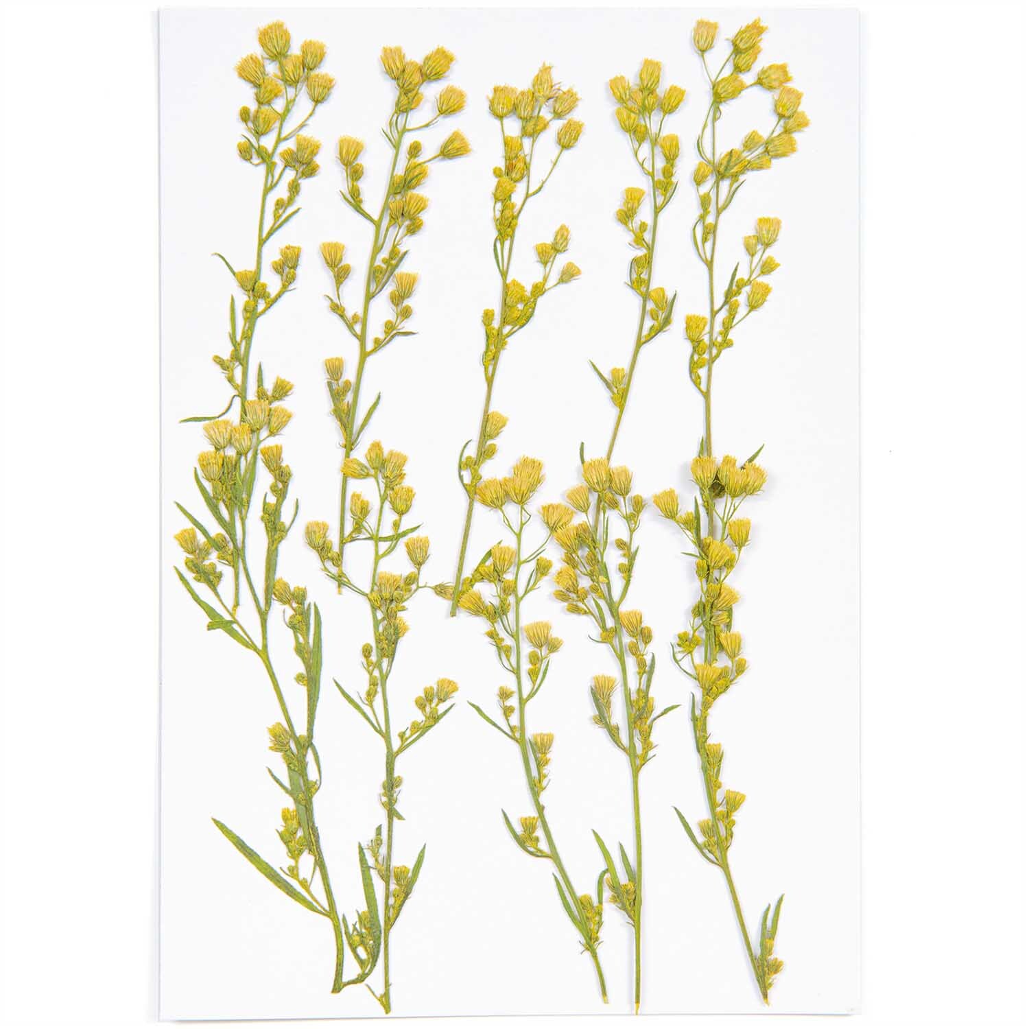 Gepresste Pflanzen Kanadisches Berufkraut 6 Stück von Rico Design, gelbe Blüten auf weißem Hintergrund.