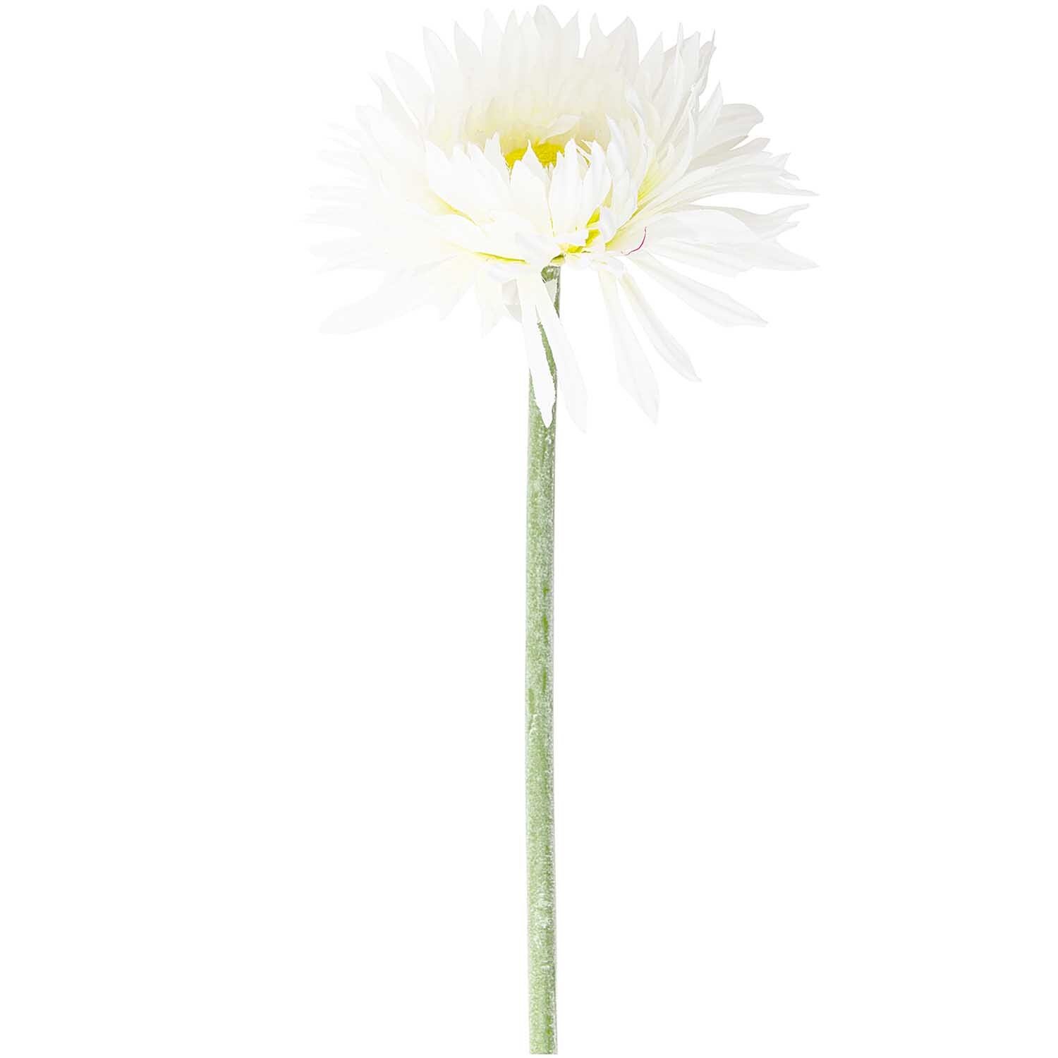 Fransengerbera weiß 52cm: Eine einzelne weiße Gerbera mit gelbem Zentrum und langem grünen Stiel. Ideal für Dekorationen.