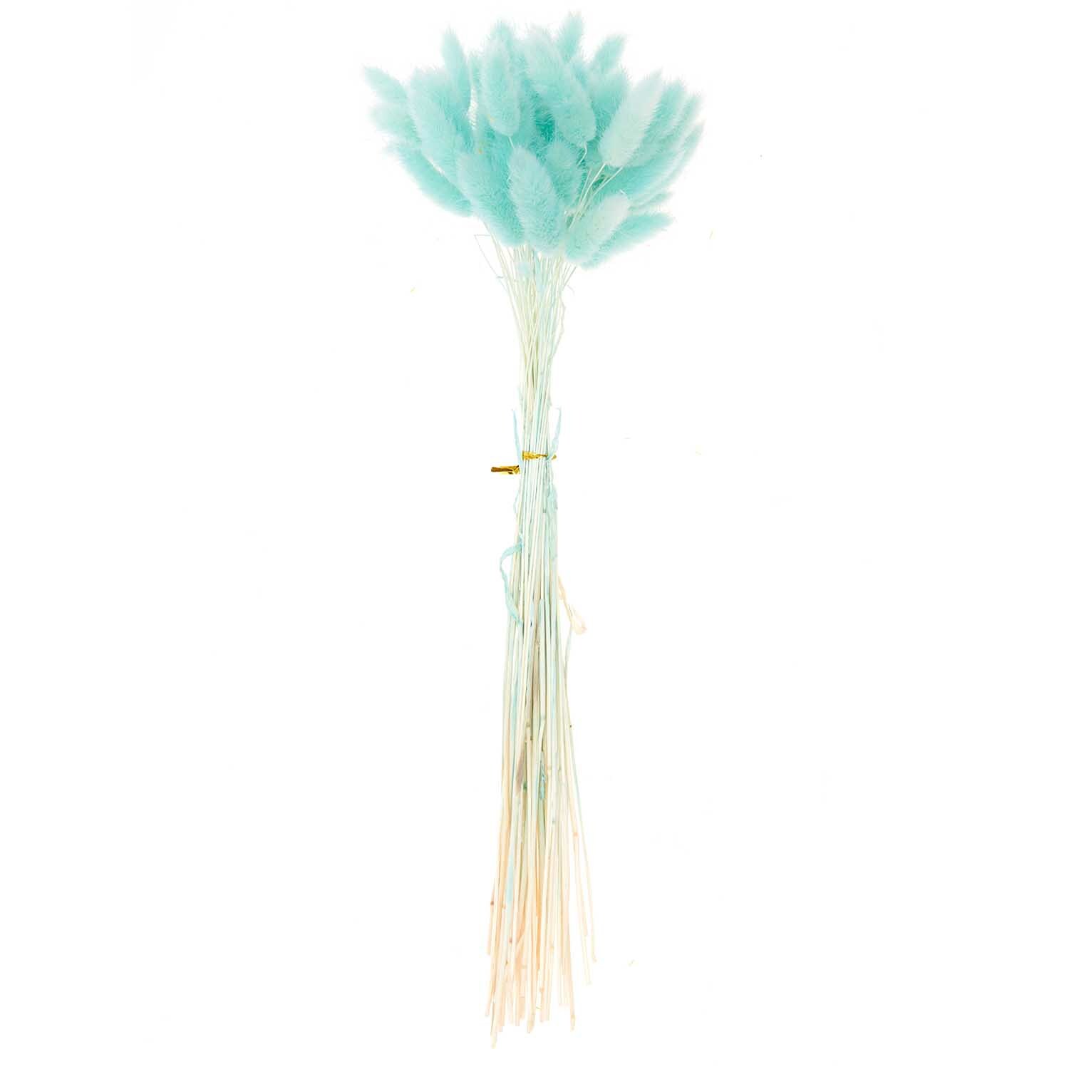 Getrockneter Lagurus in türkis von Rico Design, ca. 40 cm, 50 Stück. Eleganter Strauß für Dekorationen.