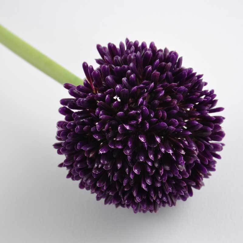 Allium violett 59cm: Nahaufnahme einer violetten Allium-Blüte mit grünem Stiel von idee. Creativmarkt.